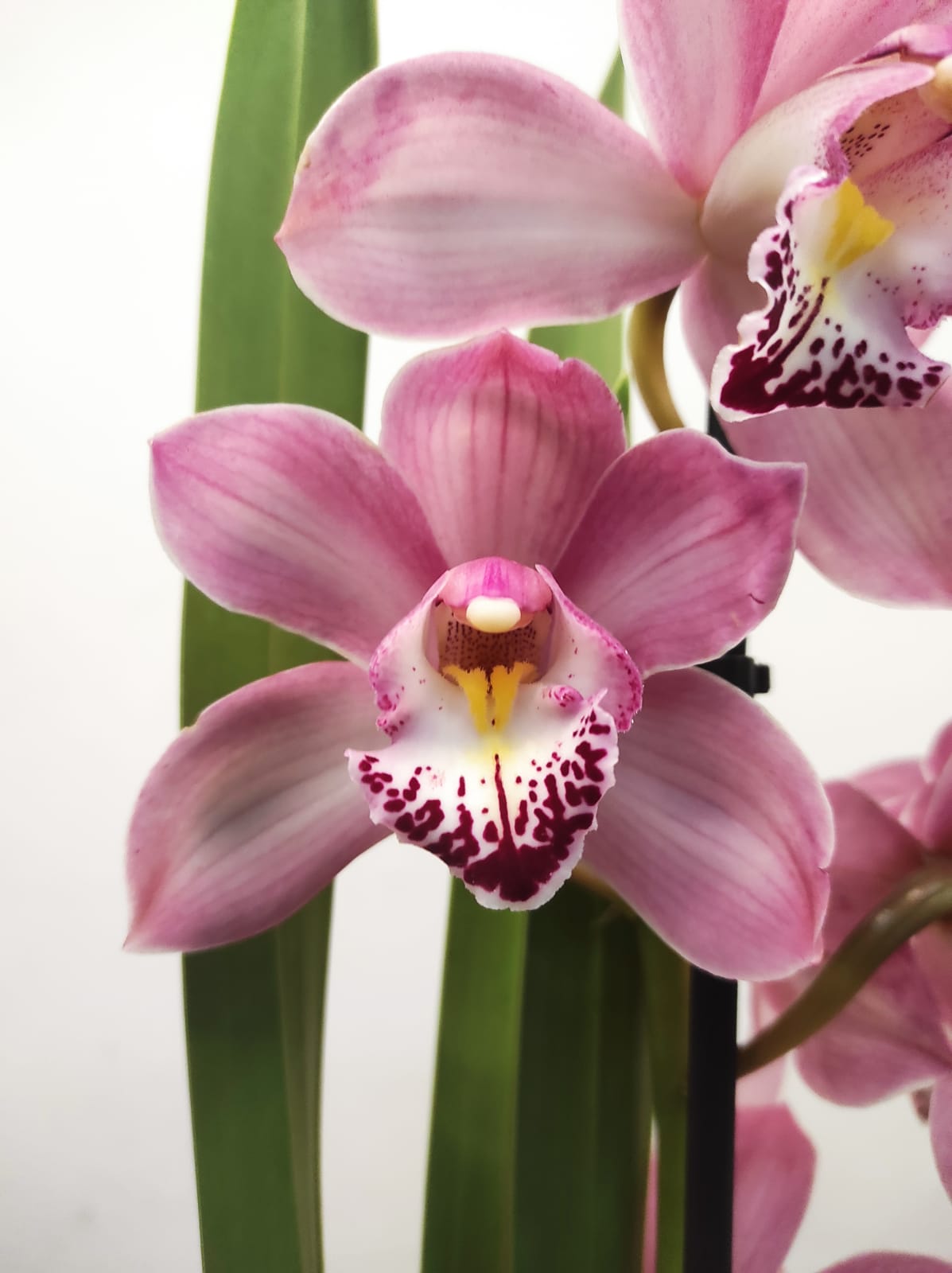 Cymbidium 2 Hastes