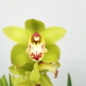 Cymbidium 2-3 Hastes