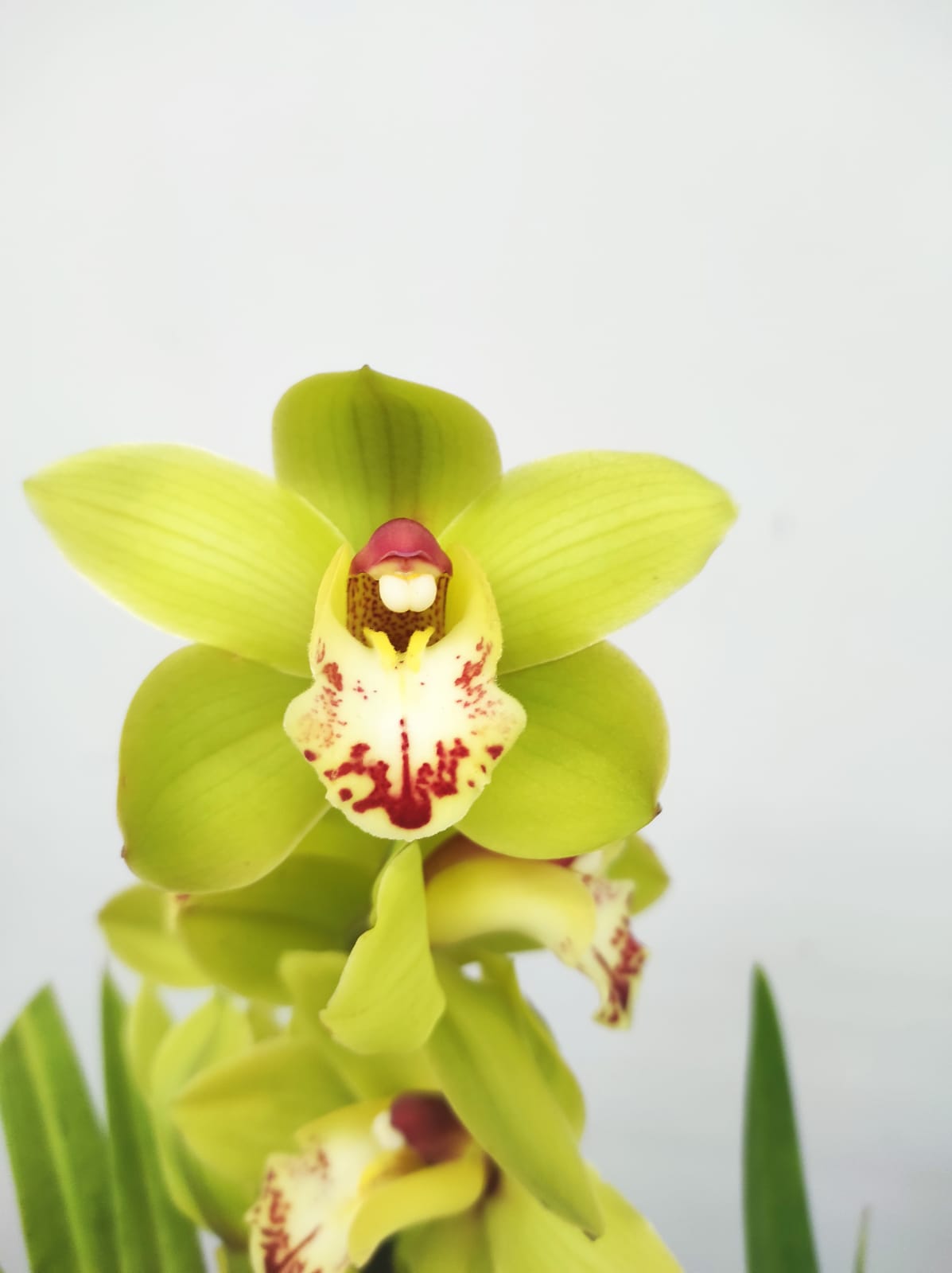 Cymbidium 2-3 Hastes
