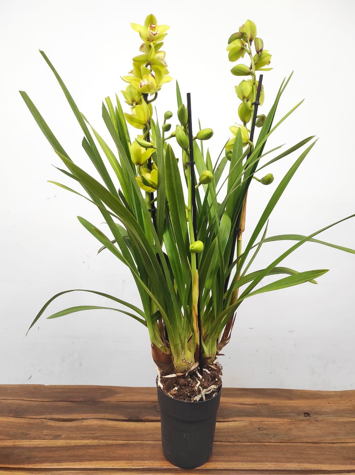 Cymbidium 2-3 Hastes - Image 2