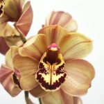Cymbidium 2 Hastes