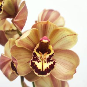 Cymbidium 2 Hastes