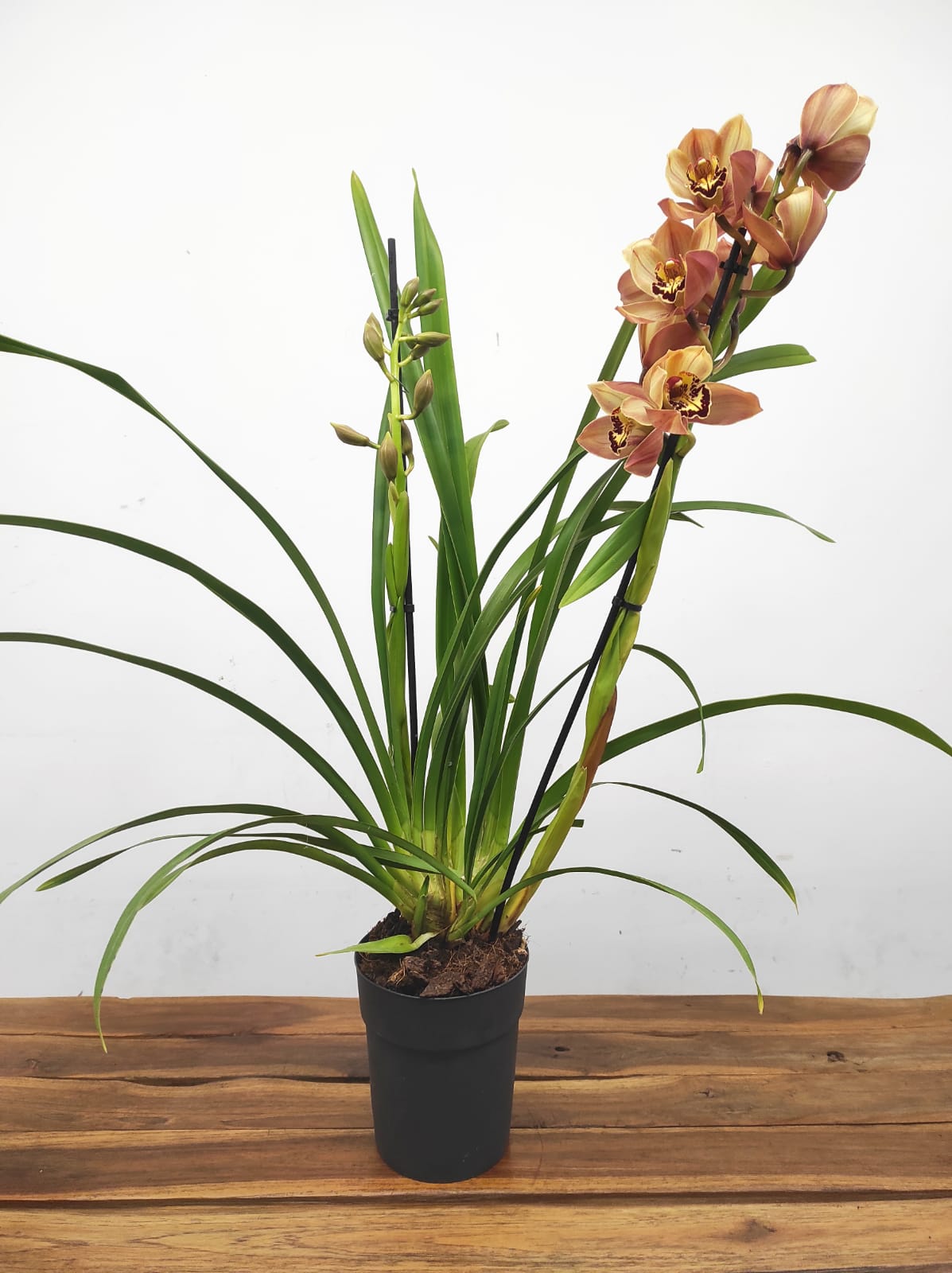 Cymbidium 2 Hastes - Image 2