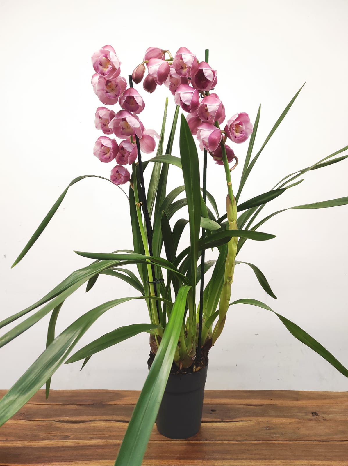 Cymbidium 2 Hastes - Image 2