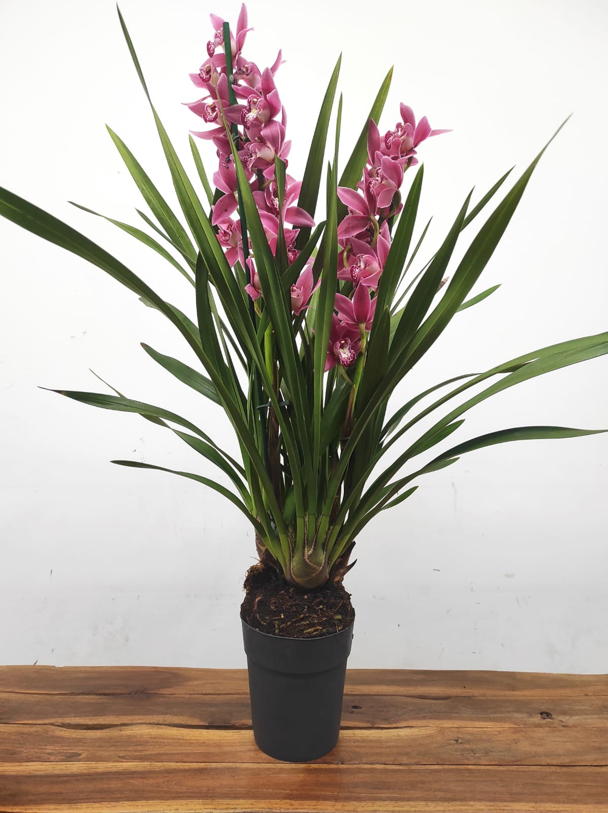 Cymbidium 2 Hastes - Image 2