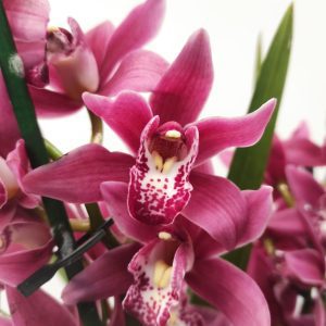 Cymbidium 2 Hastes