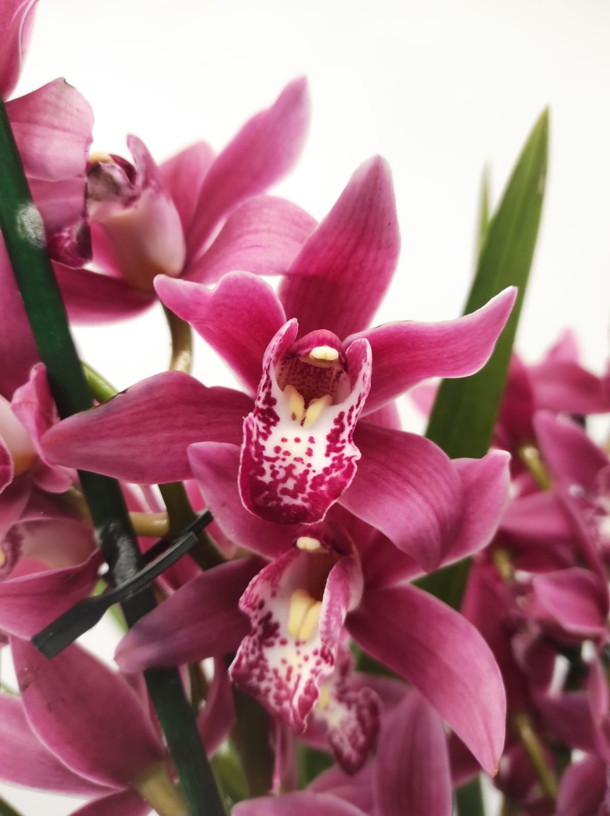 Cymbidium 2 Hastes