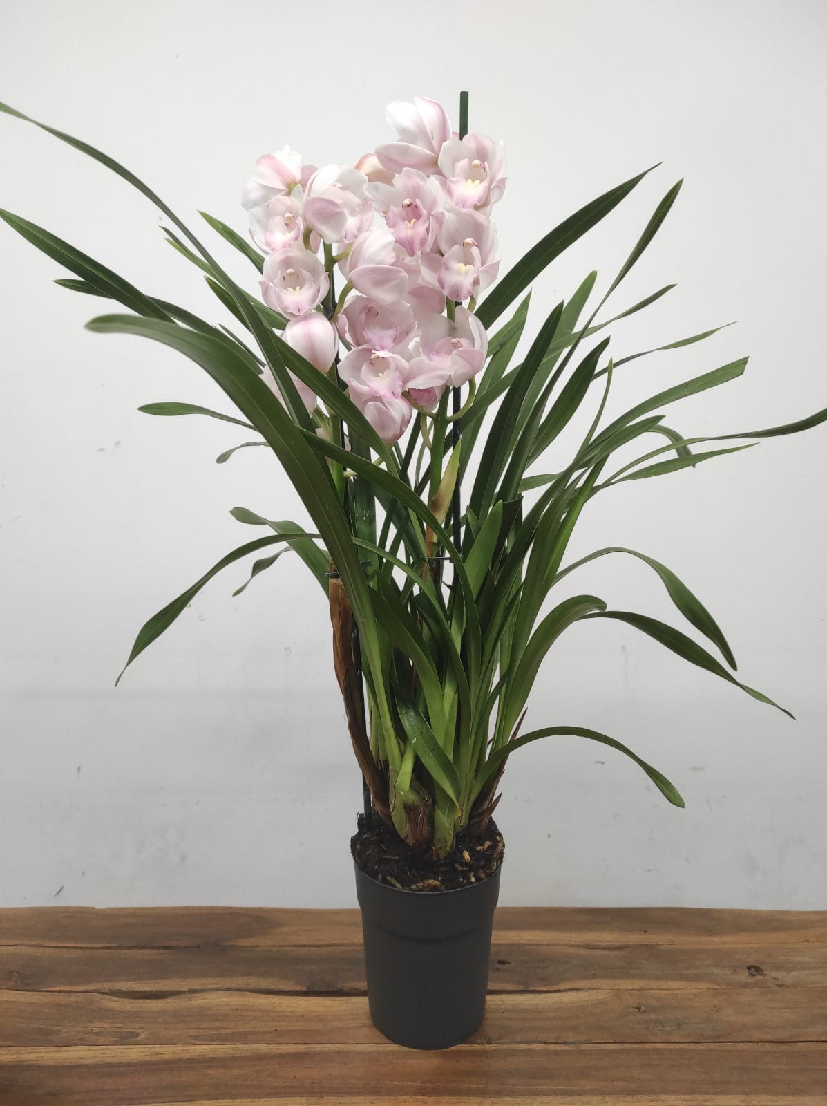 WhatsApp Image 2025-12-12 at 17.12.10 (1)