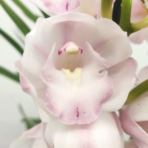 Cymbidium 2 Hastes
