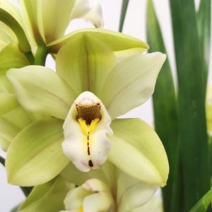 Cymbidium 2 Hastes