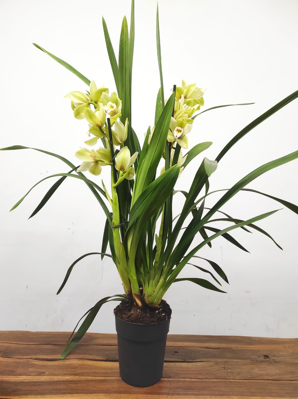Cymbidium 2 Hastes - Image 2