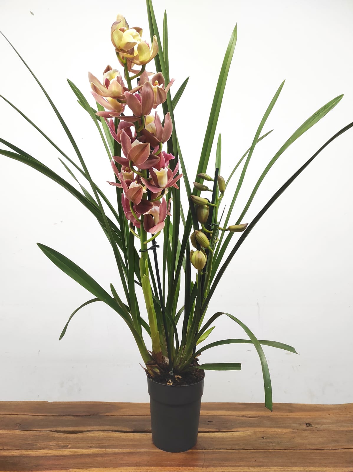Cymbidium 2 Hastes - Image 2