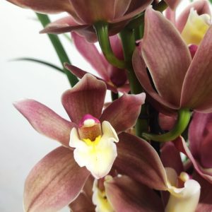 Cymbidium 2 Hastes