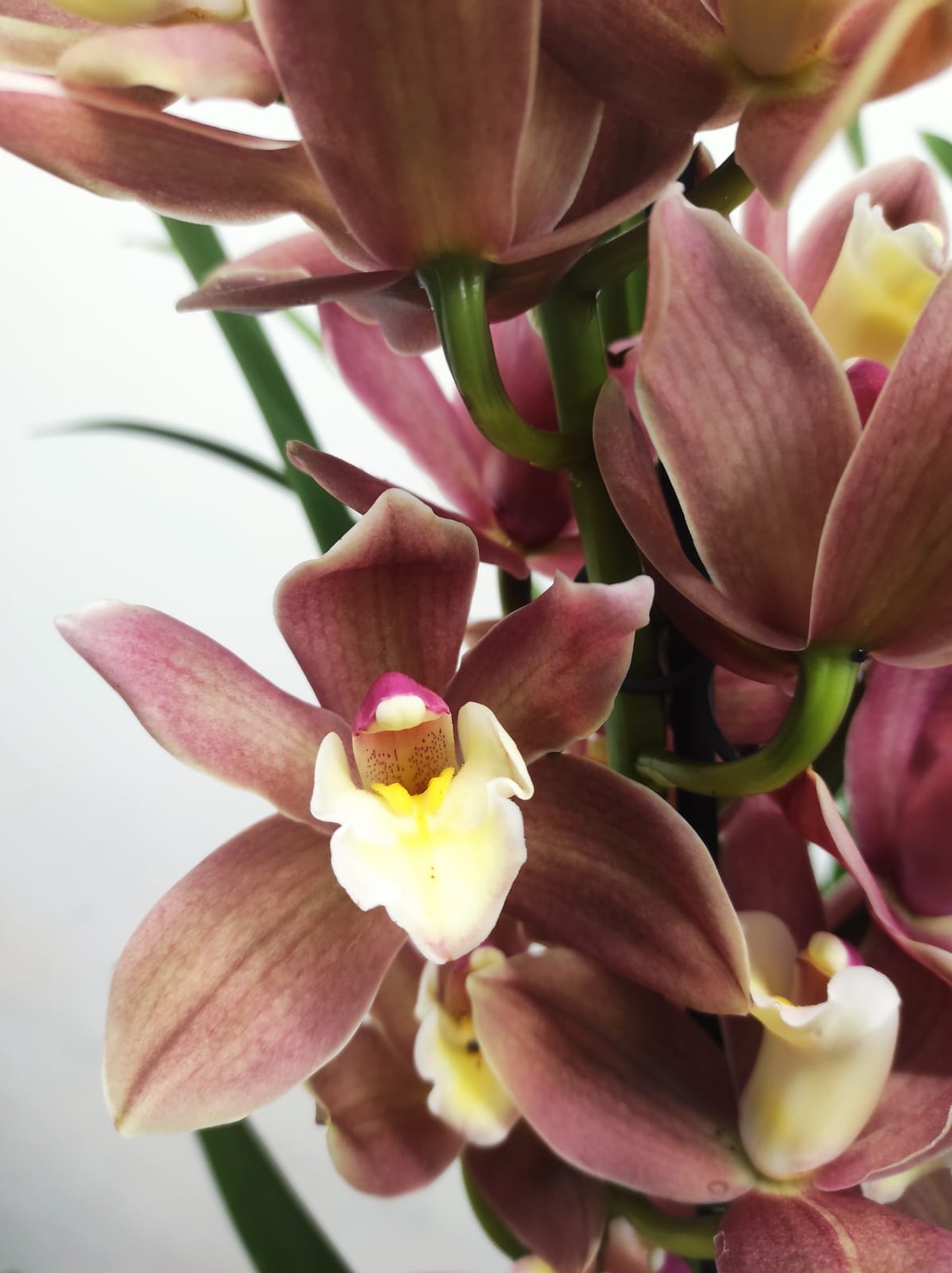 Cymbidium 2 Hastes