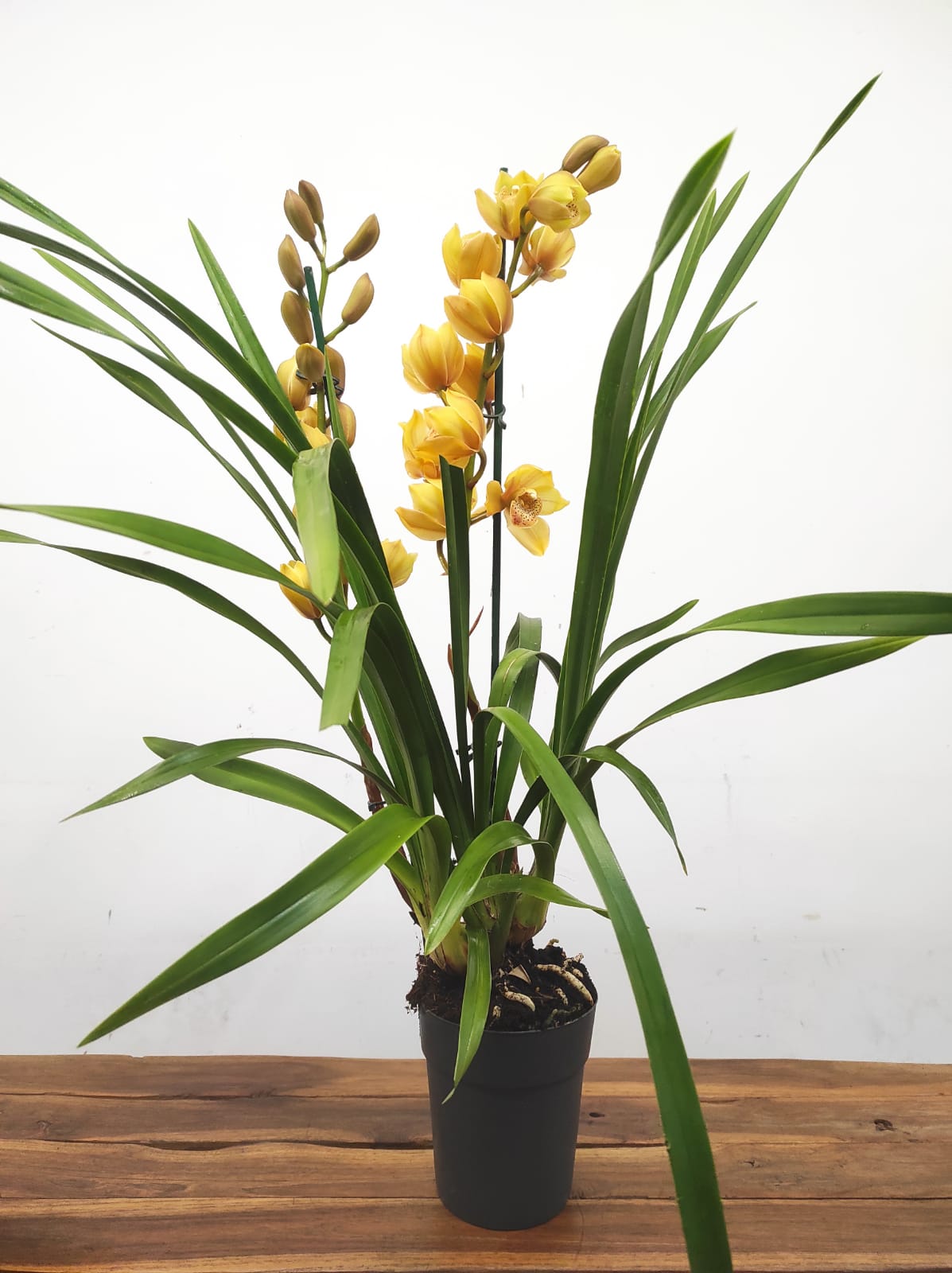 Cymbidium 2 Hastes - Image 2