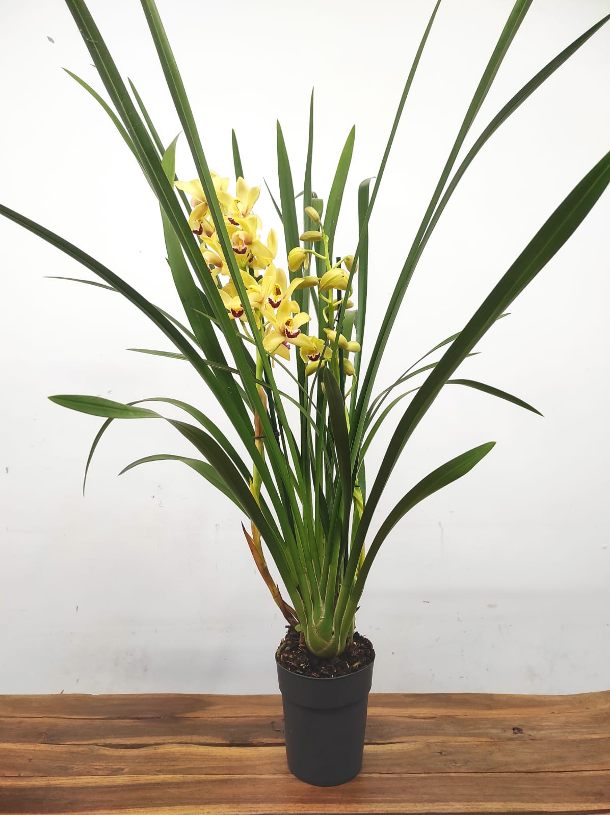 WhatsApp Image 2025-12-12 at 17.12.16 (2)