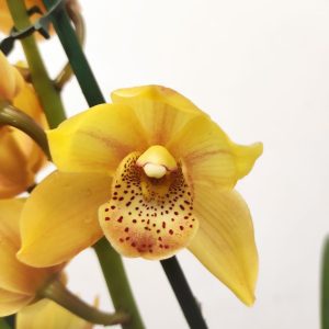 Cymbidium 2 Hastes