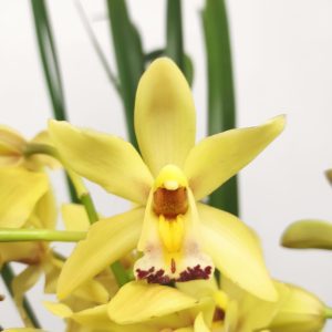Cymbidium 2 Hastes