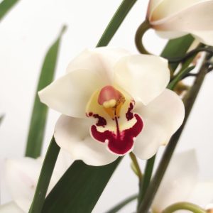 Cymbidium 2 Hastes