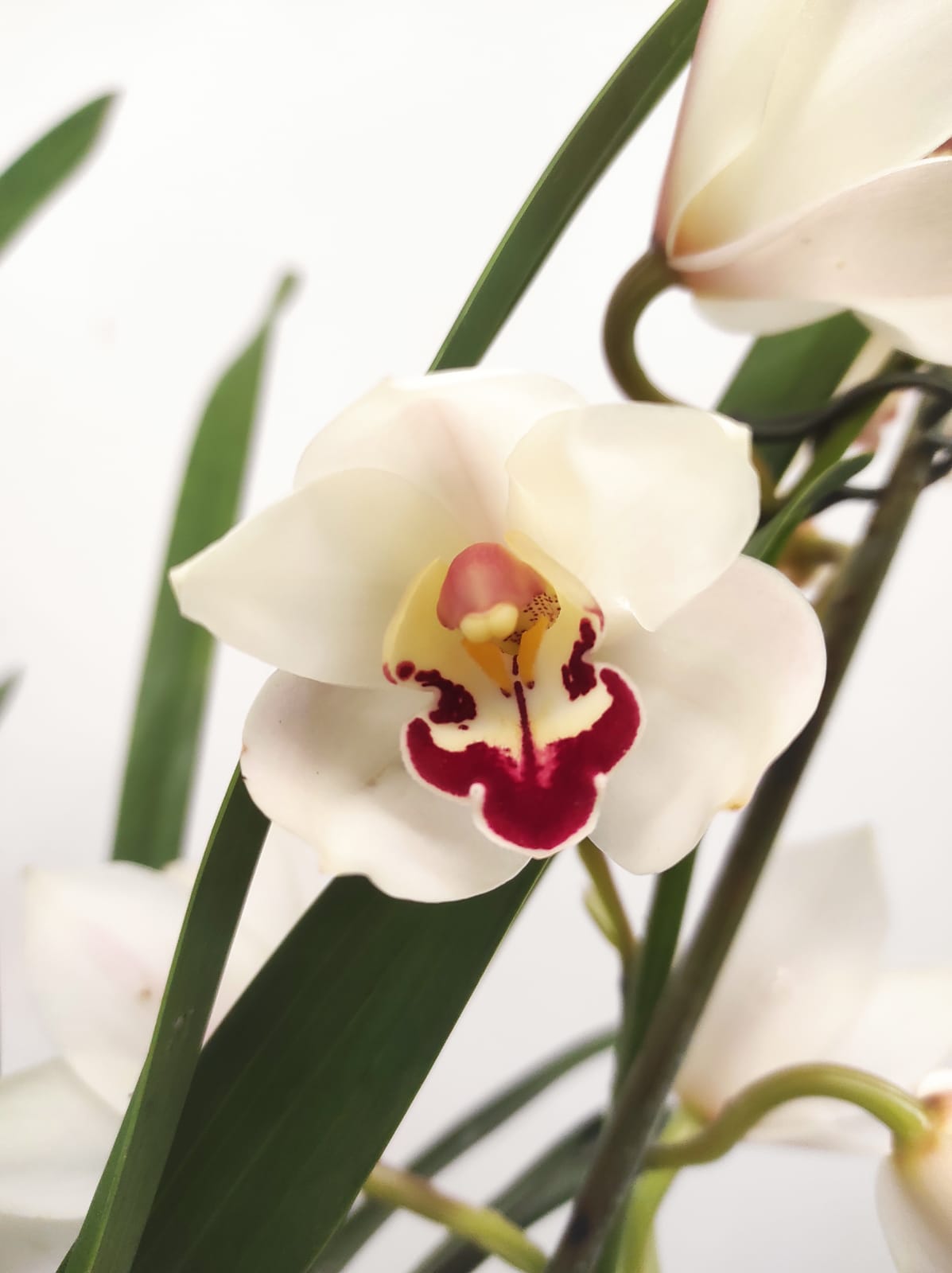Cymbidium 2 Hastes