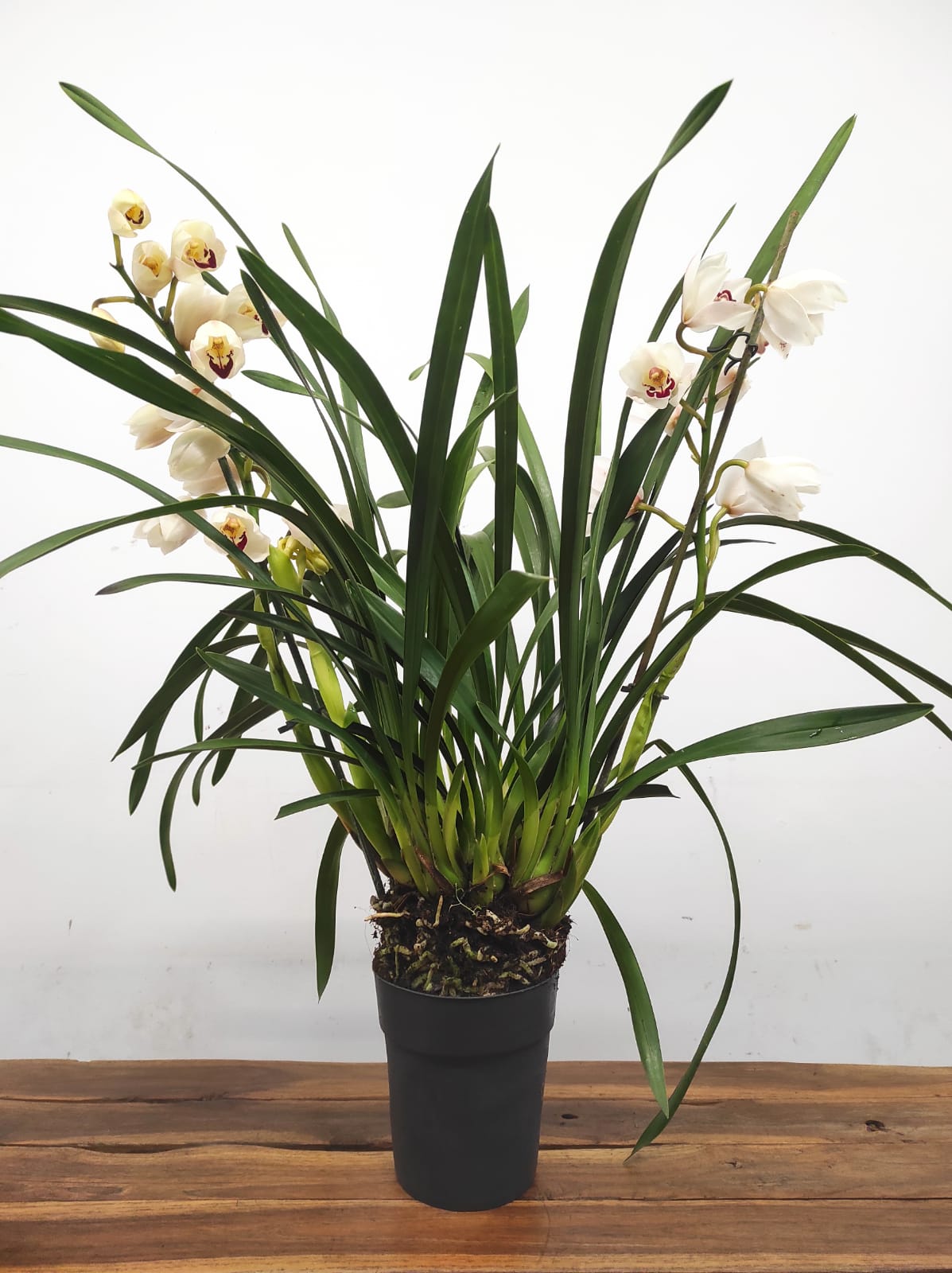 Cymbidium 2 Hastes - Image 2