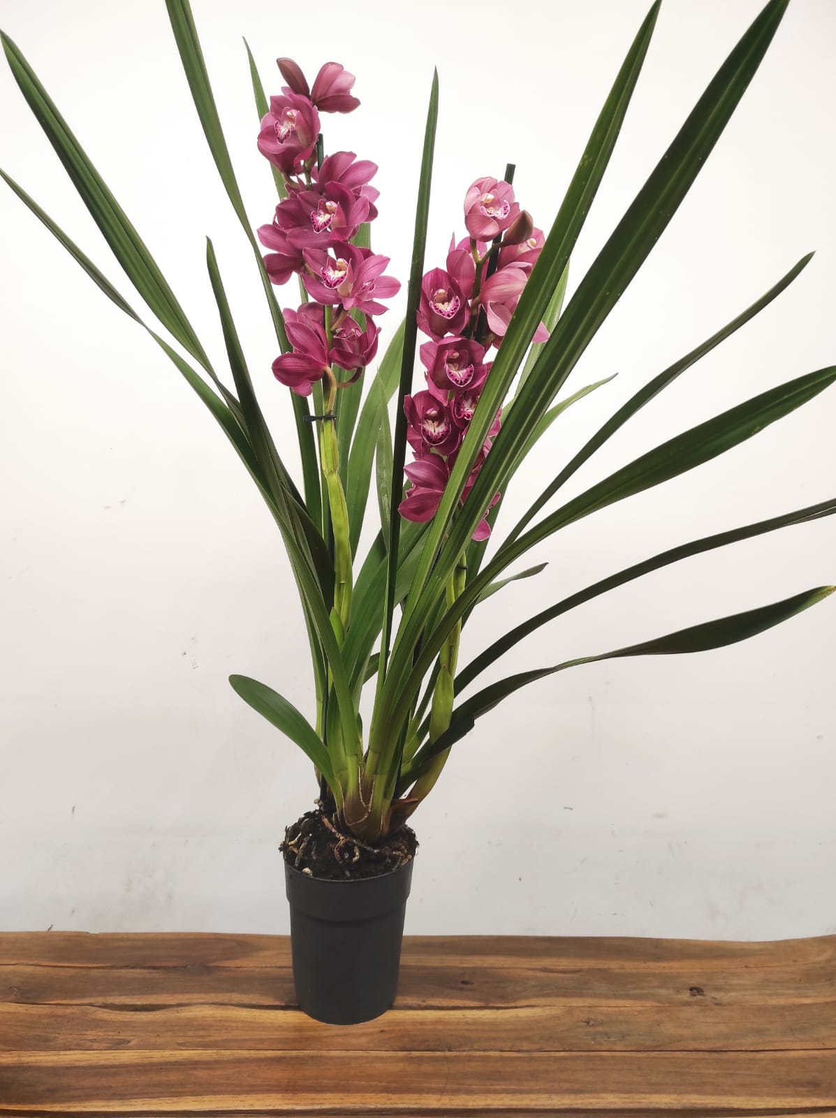 Cymbidium 2 Hastes - Image 2