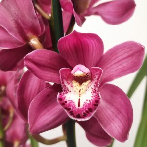 Cymbidium 2 Hastes