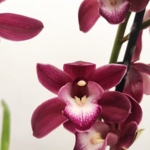 Cymbidium 2 Hastes
