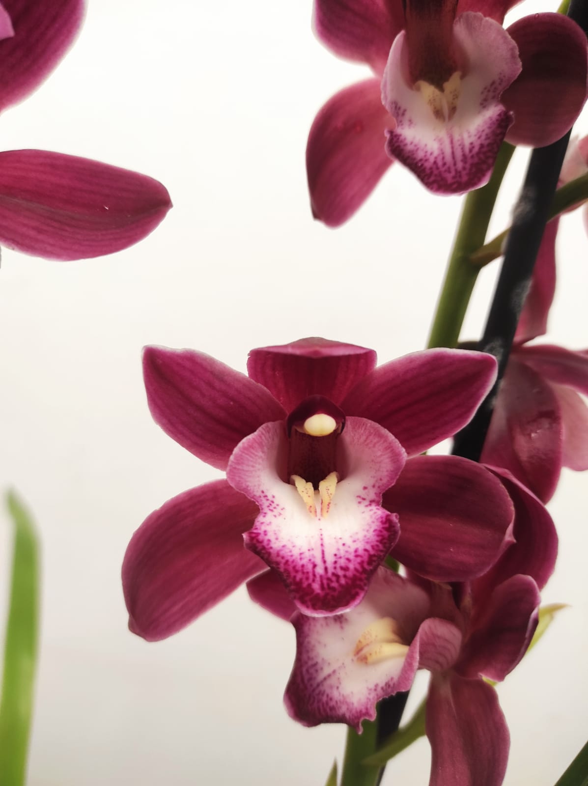 Cymbidium 2 Hastes