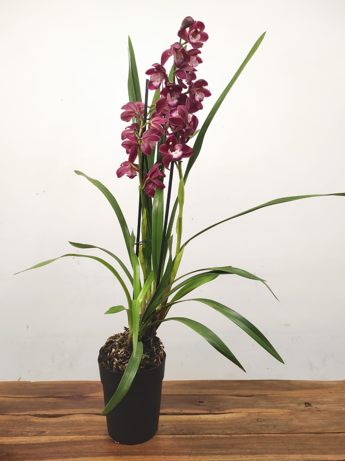 Cymbidium 2 Hastes - Image 2