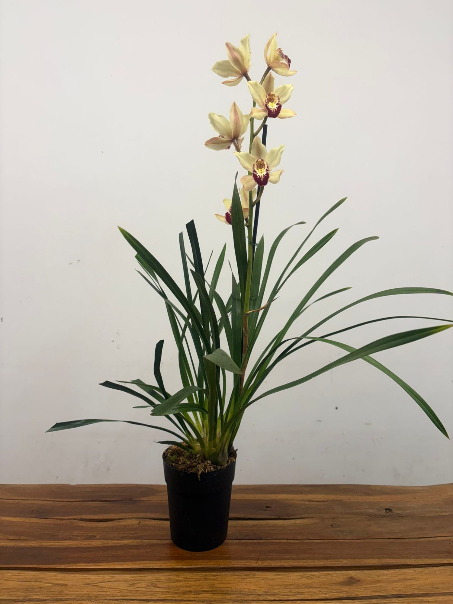 Cymbidium 1 Haste - Image 2