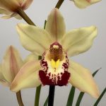 Cymbidium 1 Haste