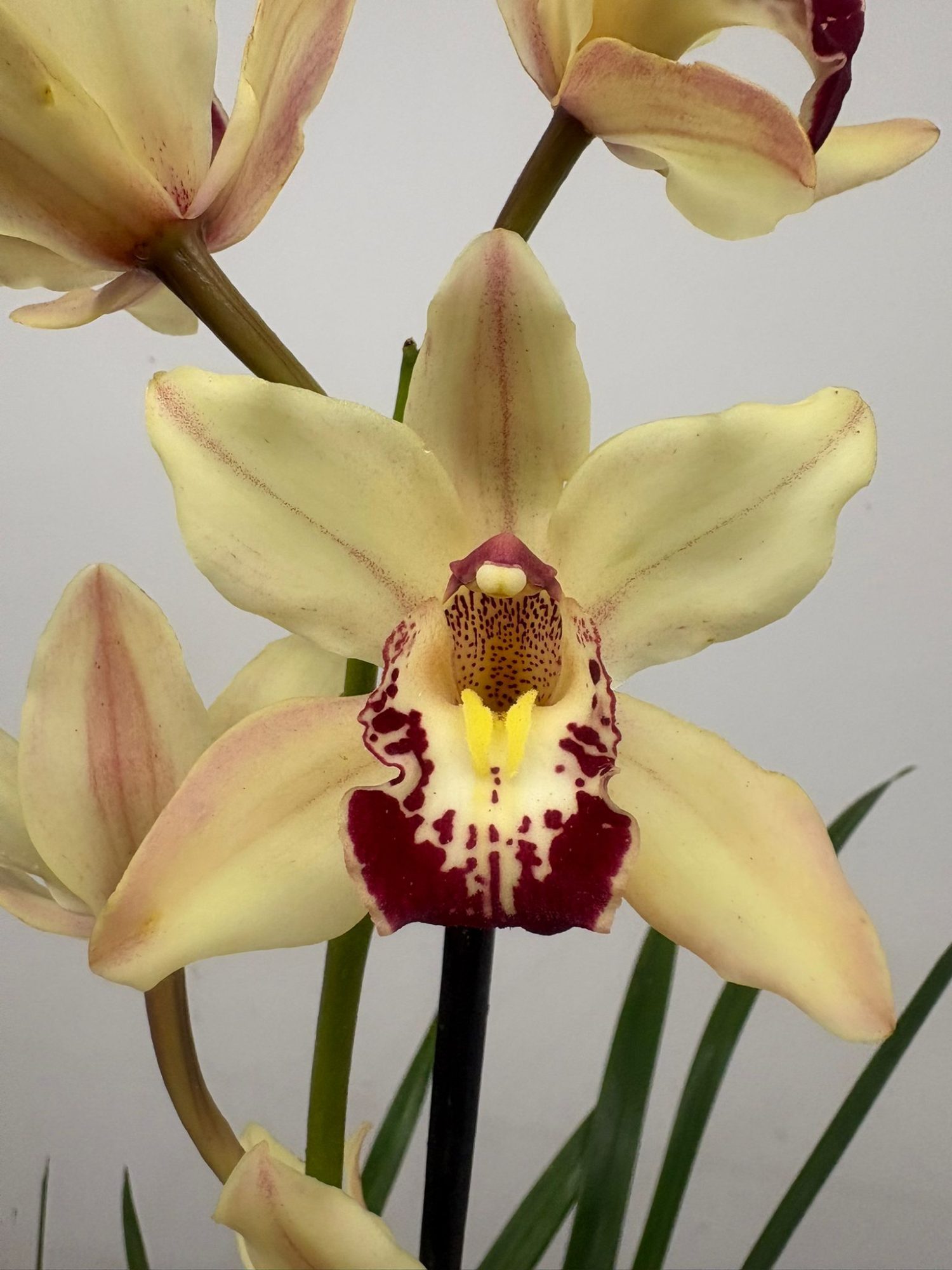 Cymbidium 1 Haste