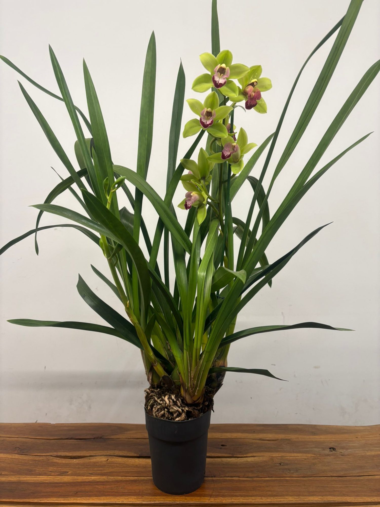 Cymbidium 1 Haste - Image 2