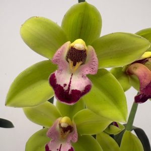 Cymbidium 1 Haste