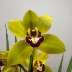 Cymbidium Wijnand 1 Haste - V.14