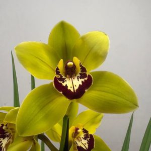 Cymbidium Wijnand 1 Haste - V.14
