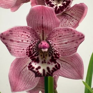 Cymbidium Formby 1 Haste - V.14