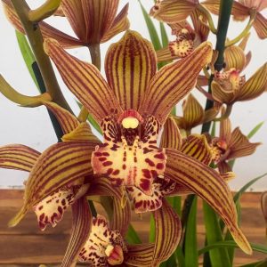 Cymbidium Claire 2-3 Hastes V.14
