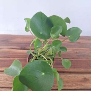 Pilea Peperomioides V.12
