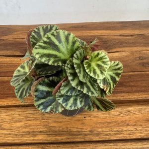 Begonia Gironella Safari Tiger