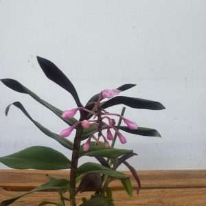 Epidendrum Anika Hassinger - V.6