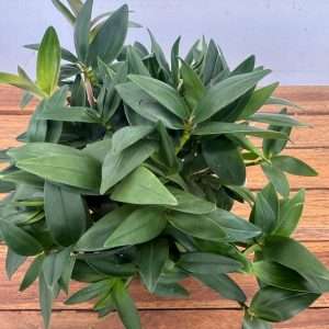 Dendrobium Kingianum 'Sem Flor' - V.12