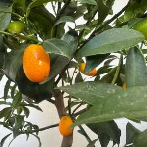 Fortunella Margarita (Kunquat) - V.20