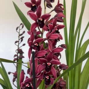 Cymbidium 2/3 Hastes - V.21