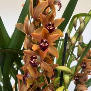 Cymbidium 2/3 Hastes - V.21