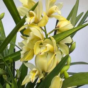 Cymbidium 2/3 Hastes - V.21