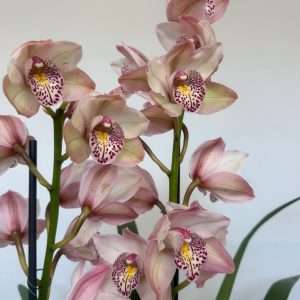 Cymbidium 2/3 Hastes - V.21