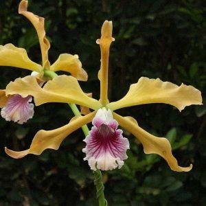 Cattleya Grandis - Sem flor