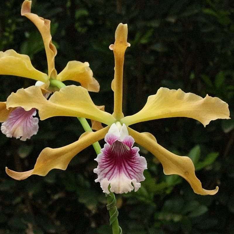 Cattleya Grandis - Sem flor